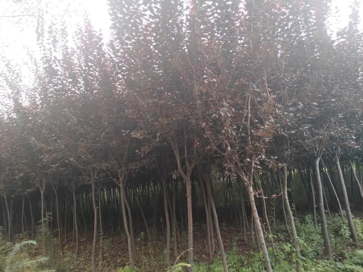 關于景觀苗木的選型、應用及市場動態的核心信息整合，結合行業規范和最新實踐